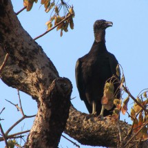 Vulture in the Parque Nacional da Chapada dos Guimaraes